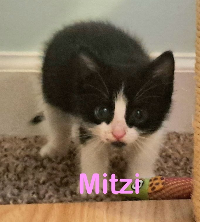 MITZI Kitten