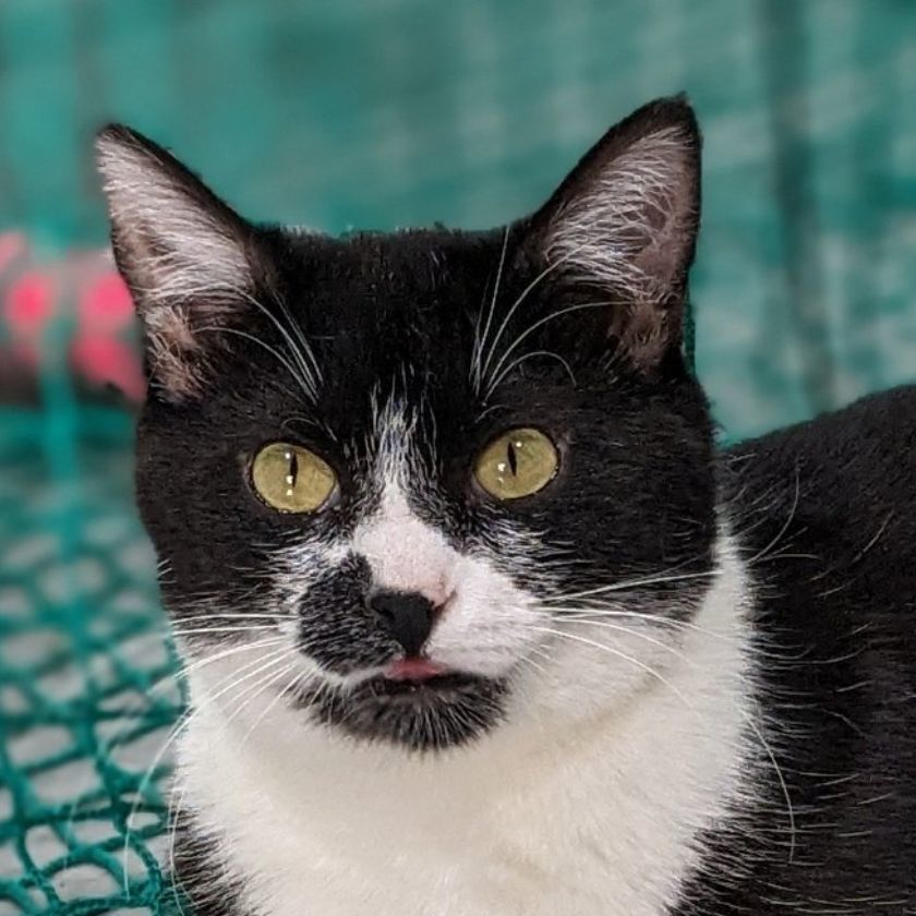 Kiwi, an adoptable Domestic Short Hair in Laramie, WY, 82073 | Photo Image 1