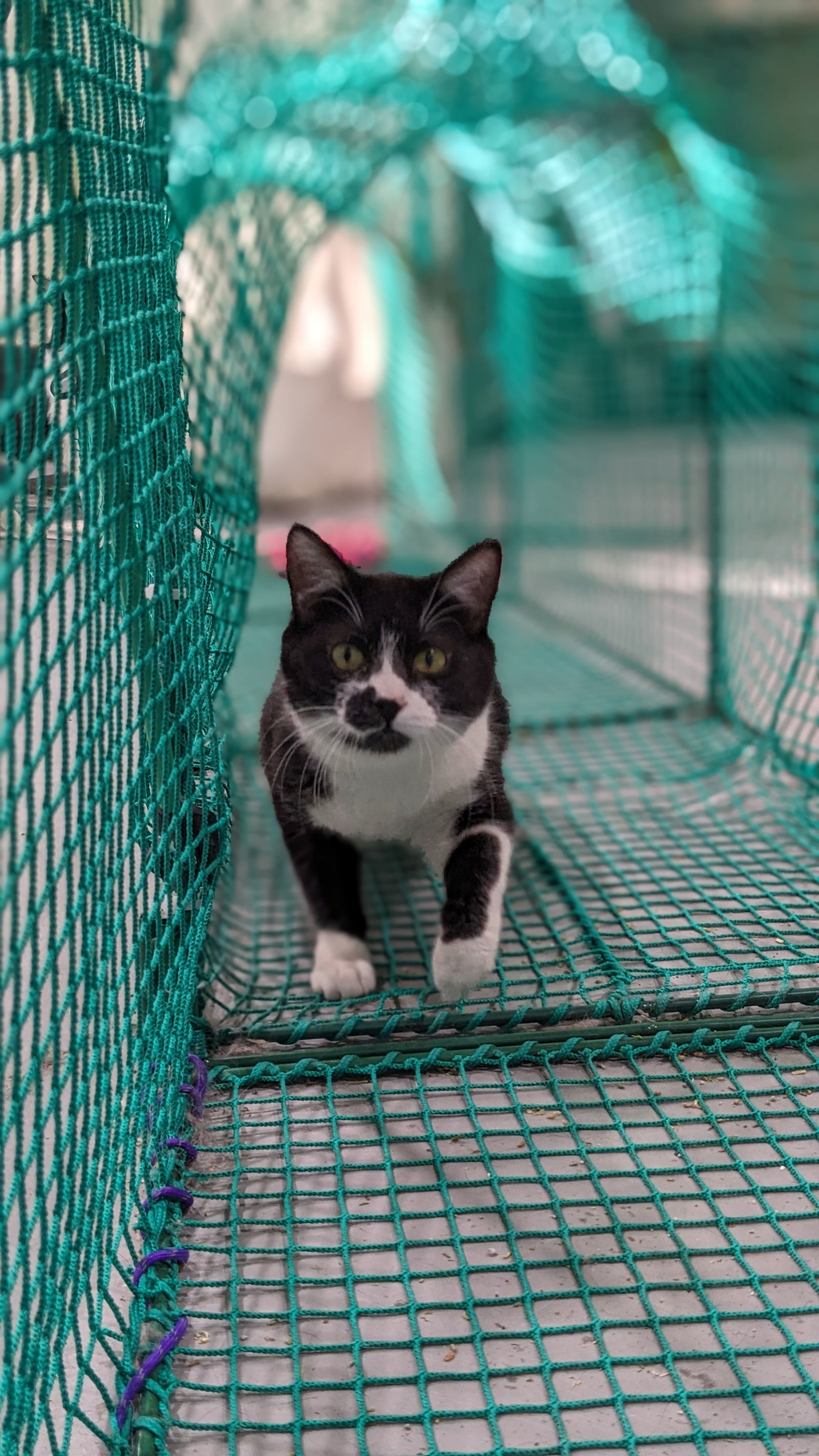 Kiwi, an adoptable Domestic Short Hair in Laramie, WY, 82073 | Photo Image 2