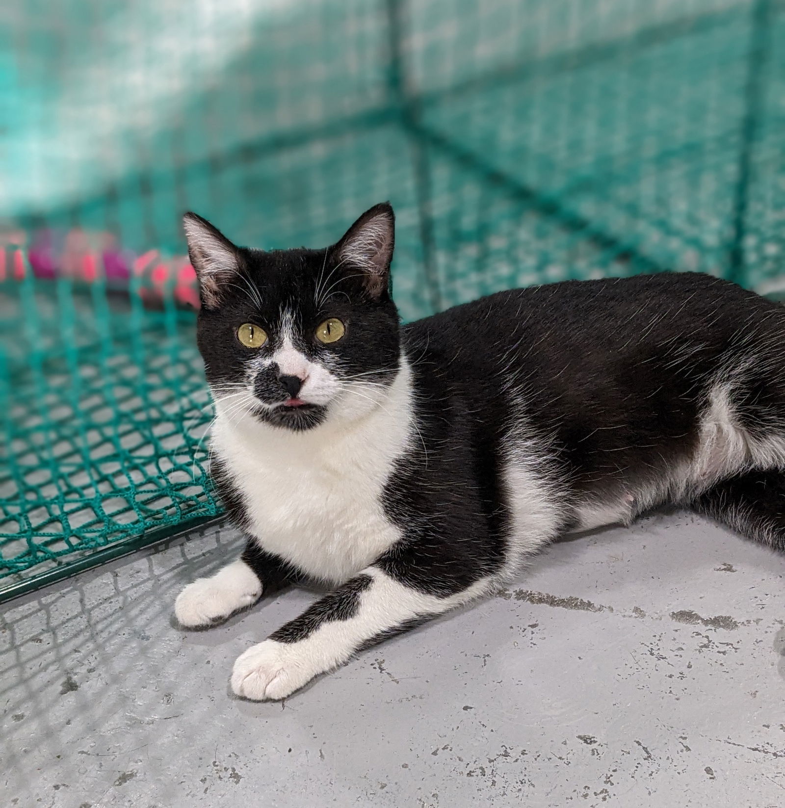 Kiwi, an adoptable Domestic Short Hair in Laramie, WY, 82073 | Photo Image 3