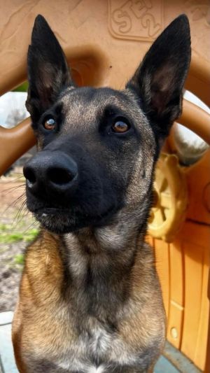 Titus is a four year old Belgian Malinois needing a new home He has had obedience training and regu