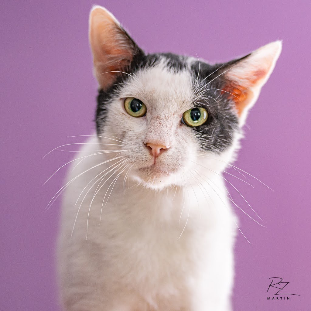 Dip, an adoptable Domestic Short Hair in Boerne, TX, 78006 | Photo Image 1