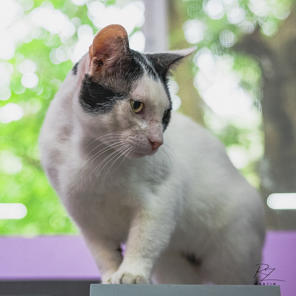 Dip, an adoptable Domestic Short Hair in Boerne, TX, 78006 | Photo Image 2