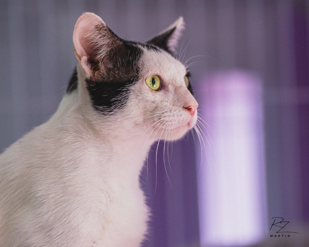 Dip, an adoptable Domestic Short Hair in Boerne, TX, 78006 | Photo Image 3