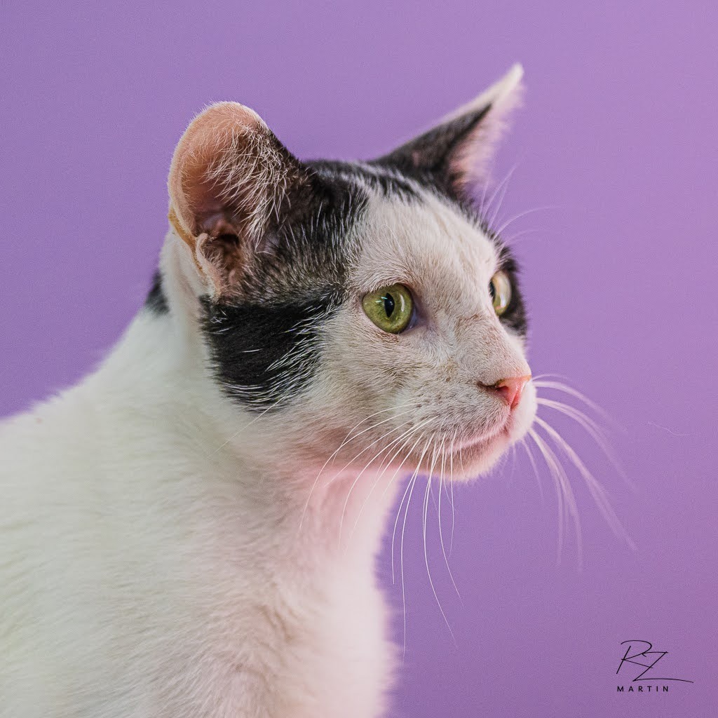 Dip, an adoptable Domestic Short Hair in Boerne, TX, 78006 | Photo Image 4