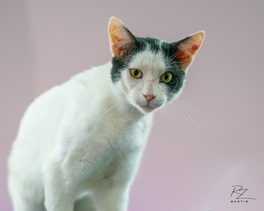 Dip, an adoptable Domestic Short Hair in Boerne, TX, 78006 | Photo Image 5