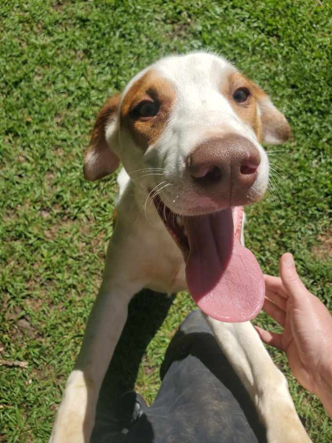 Murphy (G-2)