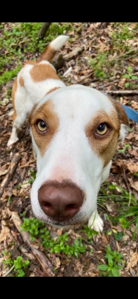 Murphy (G-2)