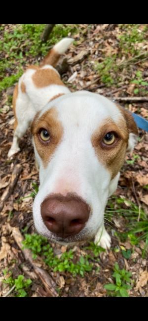Murphy (G-2), Young Male Australian Cattle Dog / Blue Heeler