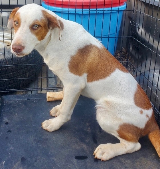 Murphy (G-2)