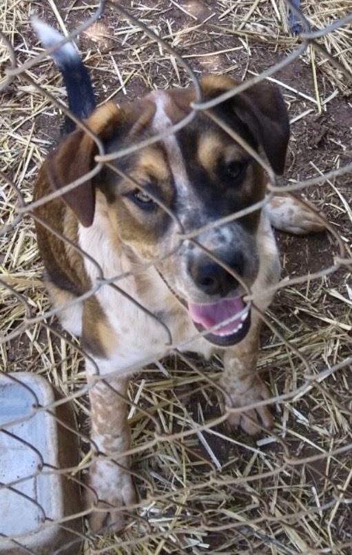 Bear Bear thumbnail 3