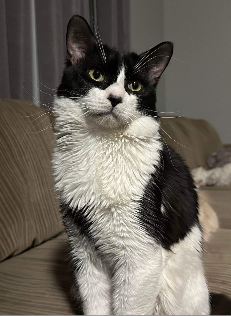 Furby, an adoptable Egyptian Mau in Calgary, AB, T3S 0C5 | Photo Image 1