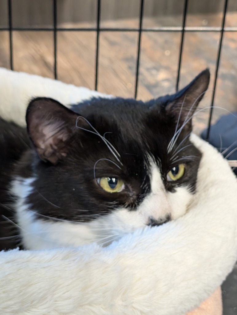 Furby, an adoptable Domestic Medium Hair in Calgary, AB, T3S 0C5 | Photo Image 5