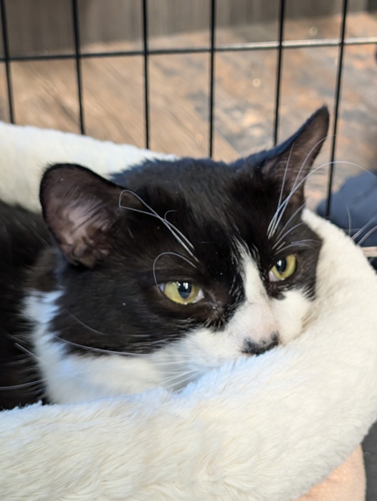 Furby, an adoptable Domestic Medium Hair in Calgary, AB, T3S 0C5 | Photo Image 6