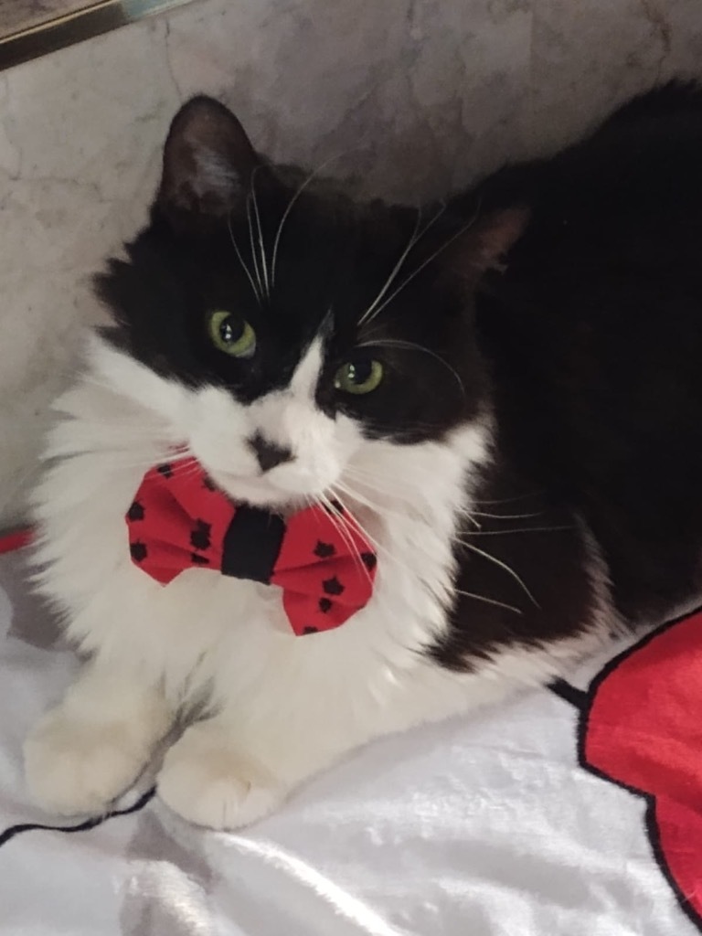 Furby, an adoptable Domestic Medium Hair in Calgary, AB, T3S 0C5 | Photo Image 6