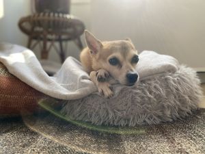 Gachi Chihuahua Dog