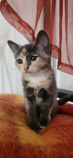 Starfire is a 2-month-old 2-pound female kitten from the Texas Starfire is a gorgeous and playful 