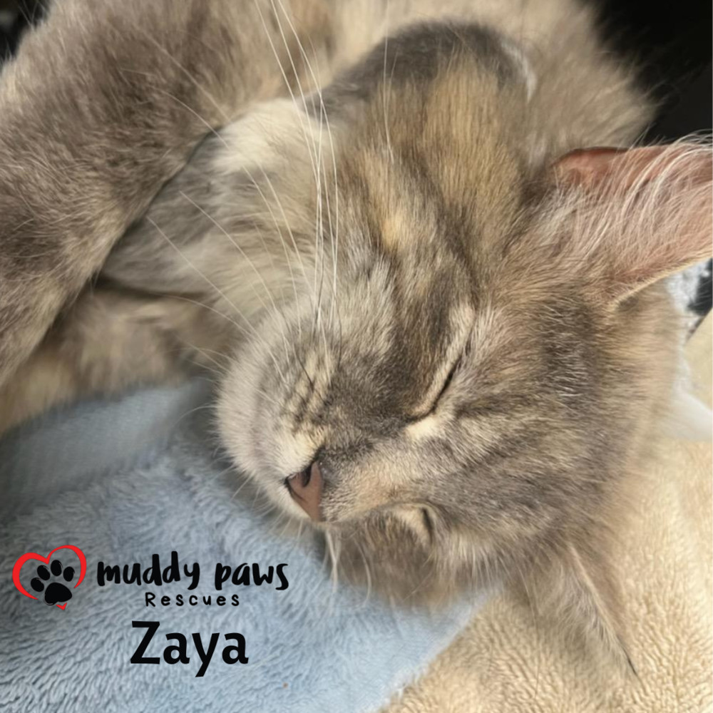 Zaya