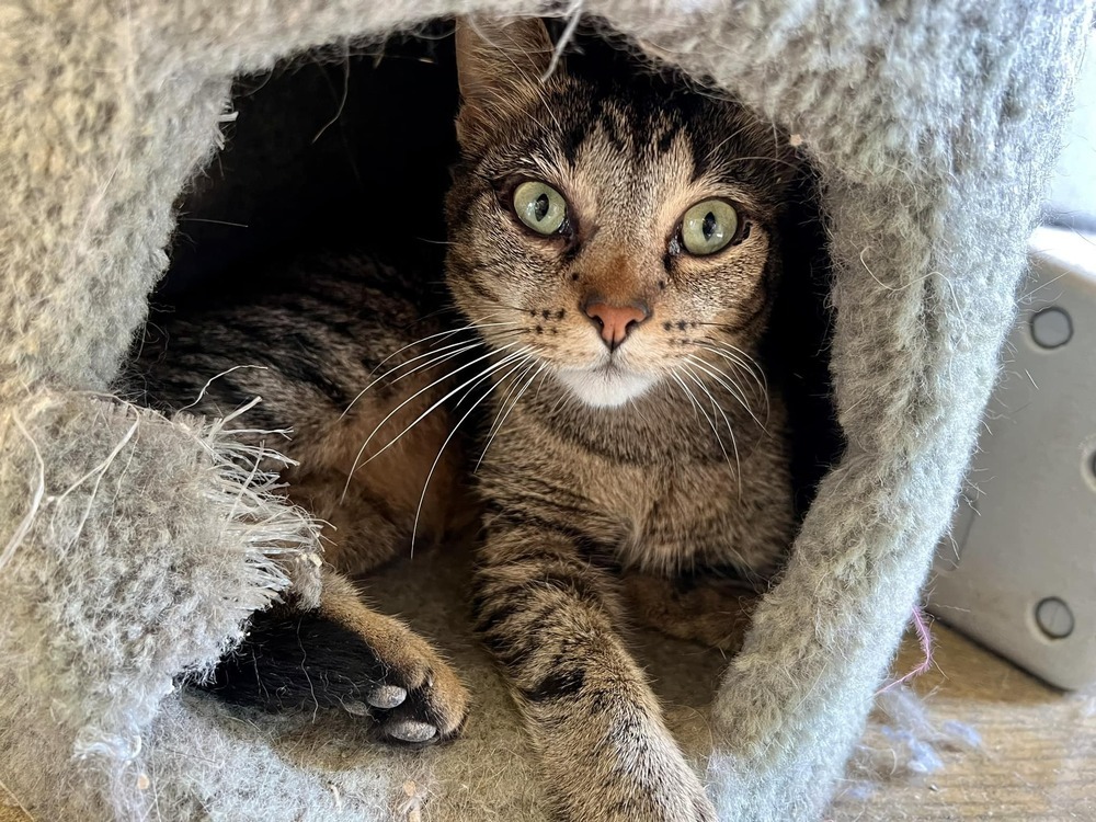 Ollie 21C-0367, an adoptable Domestic Short Hair in Corinth, MS, 38834 | Photo Image 1