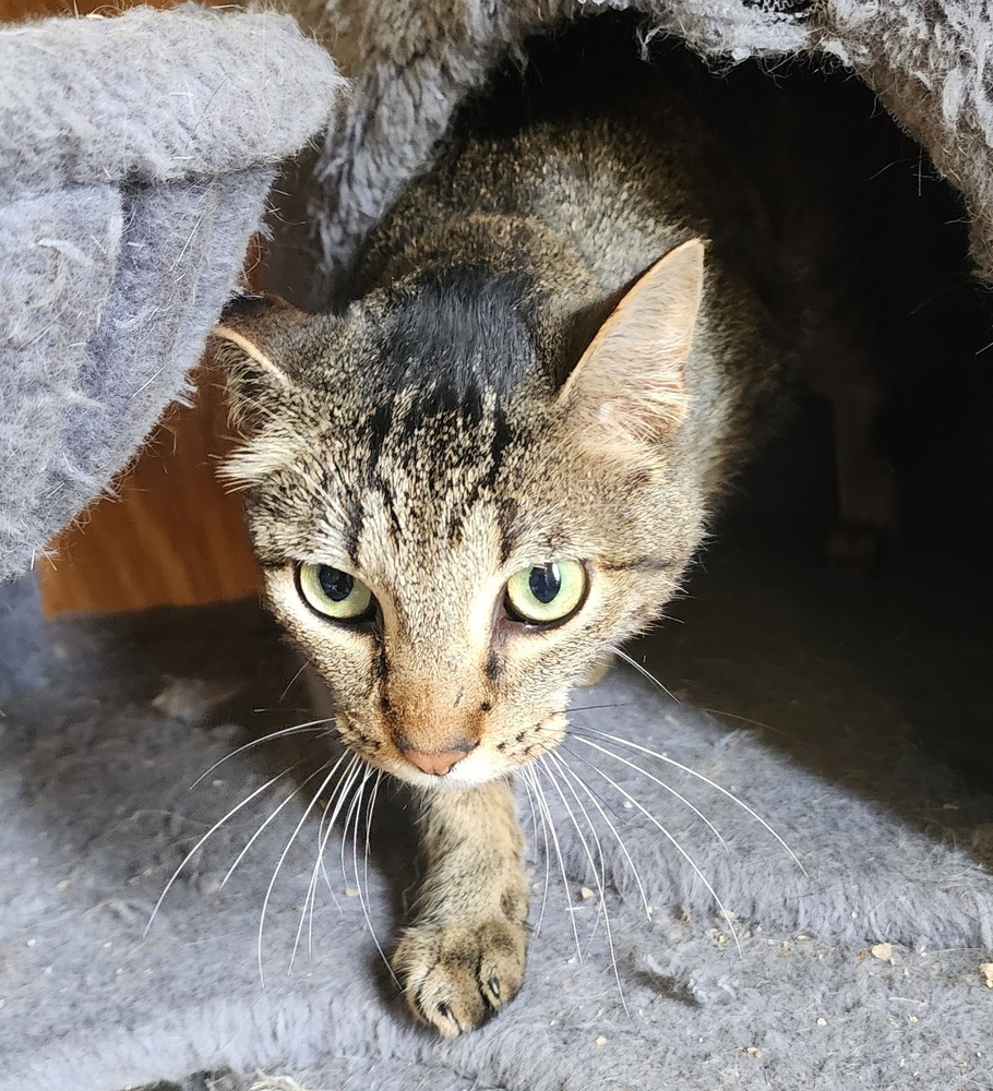 Ollie 21C-0367, an adoptable Domestic Short Hair in Corinth, MS, 38834 | Photo Image 2