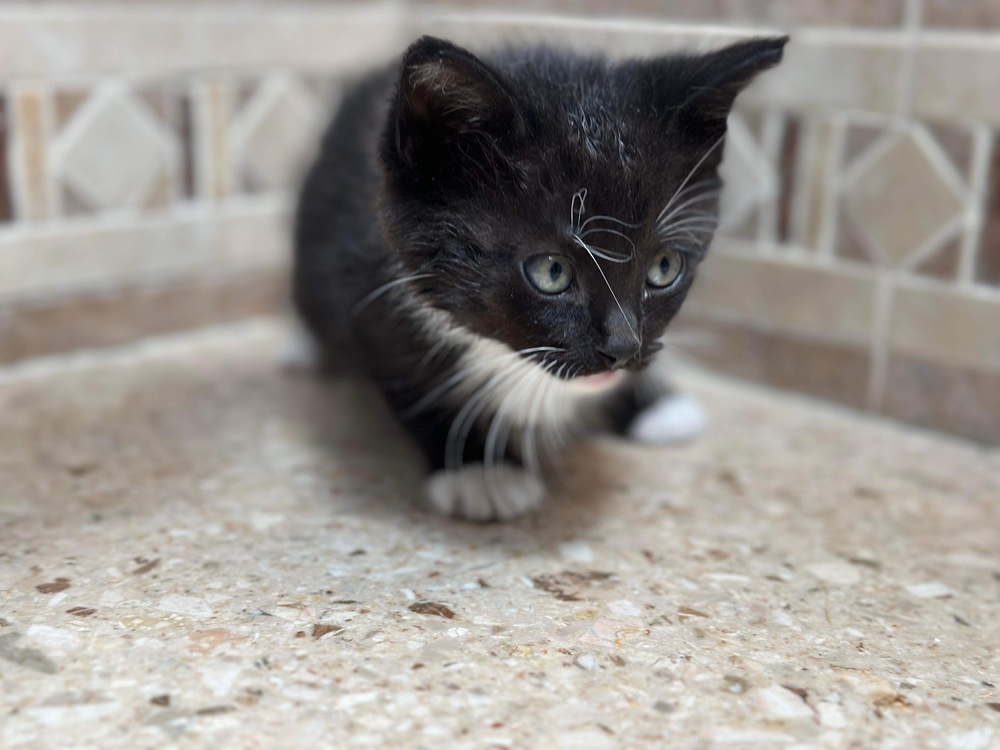 Jerry, an adoptable Domestic Short Hair in Spokane , WA, 99209 | Photo Image 1