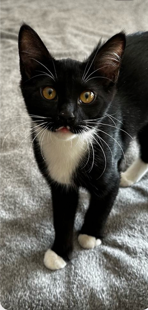 Jerry, an adoptable Domestic Short Hair in Spokane , WA, 99209 | Photo Image 1