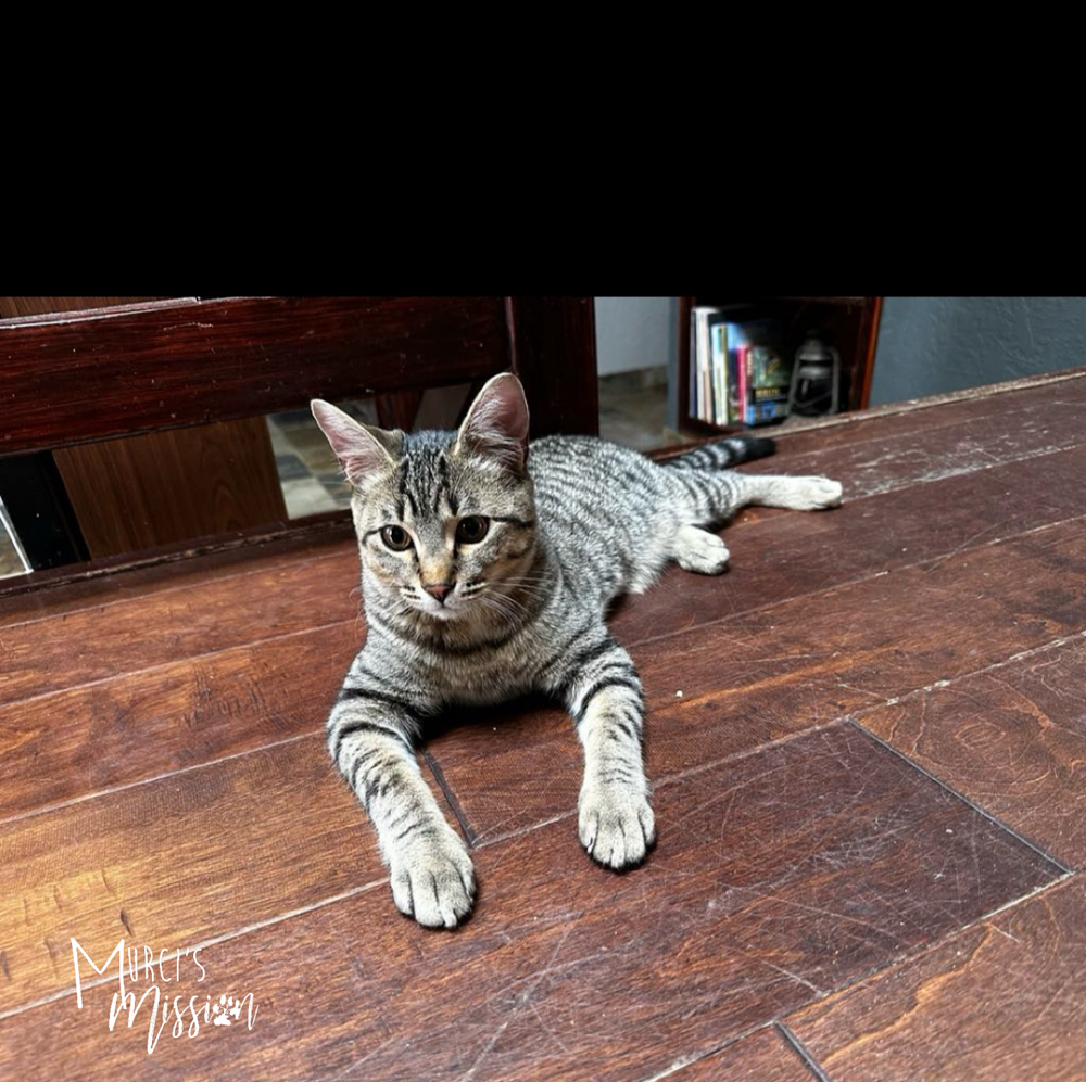 Ronnie, an adoptable Domestic Short Hair in Spokane , WA, 99209 | Photo Image 1