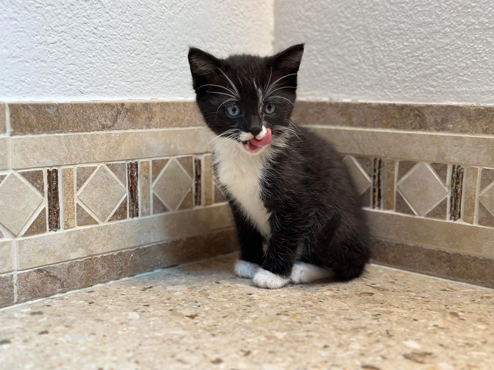 Jack, an adoptable Domestic Short Hair in Spokane , WA, 99209 | Photo Image 1