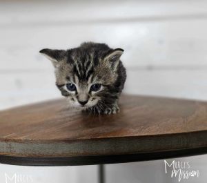 The Friends trio is an adorable group of tabby kittens that came to Murcis Mission from SCRAPS The