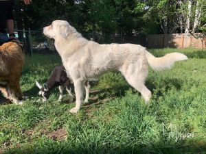 Lavender is a beautiful and functional livestock guardian dog who is said to be a Pyrenees Anatolian