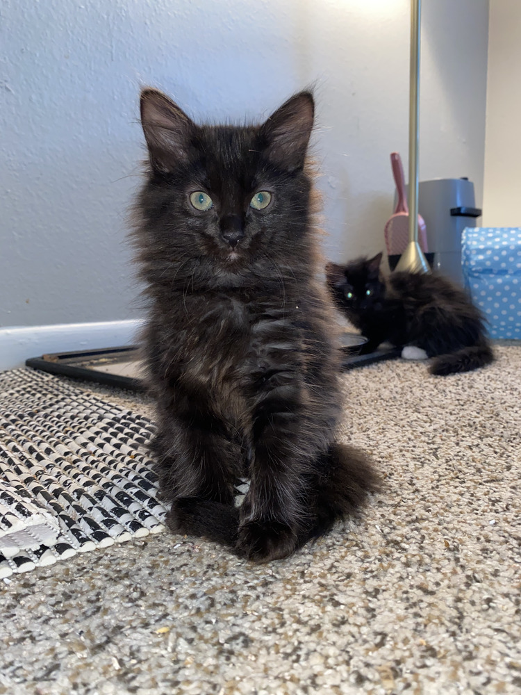 Lilac Brooke, an adoptable Maine Coon, Ragdoll in Richardson, TX, 75085 | Photo Image 2