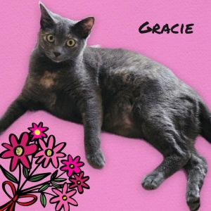 Approximate date of birth 41723 Gracie is just one year old and she as sweet as she can be 