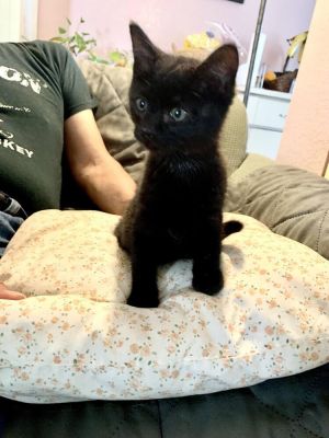 Jack Black Domestic Short Hair Cat