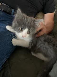 Foxy Loxy (Pre-adopt only) Domestic Medium Hair Cat