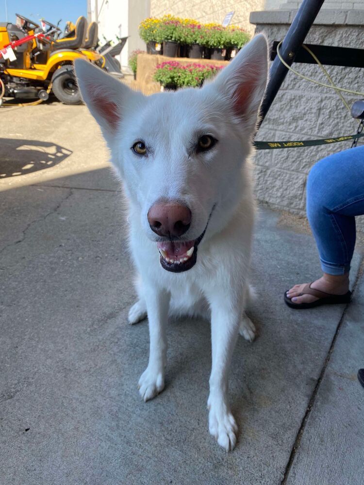 Meru, an adoptable Husky, Shepherd in Rathdrum, ID, 83858 | Photo Image 1