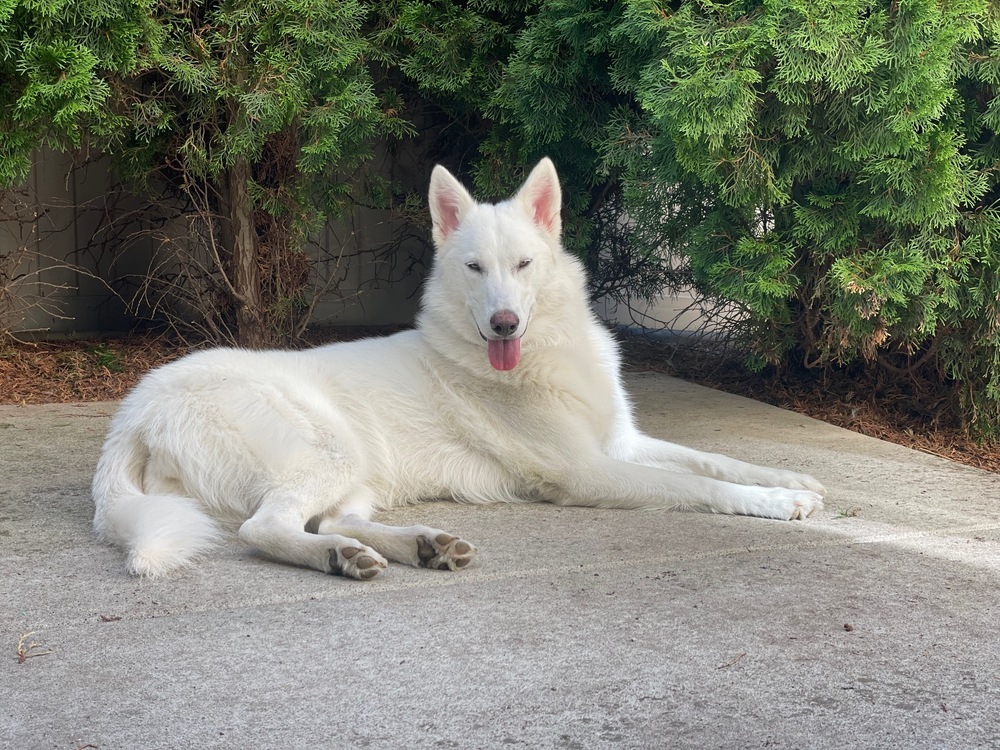 Meru, an adoptable Husky, Shepherd in Rathdrum, ID, 83858 | Photo Image 2