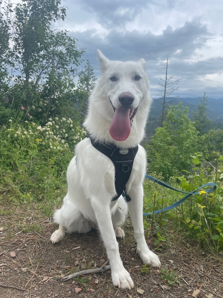 Meru, an adoptable Husky, Shepherd in Rathdrum, ID, 83858 | Photo Image 3