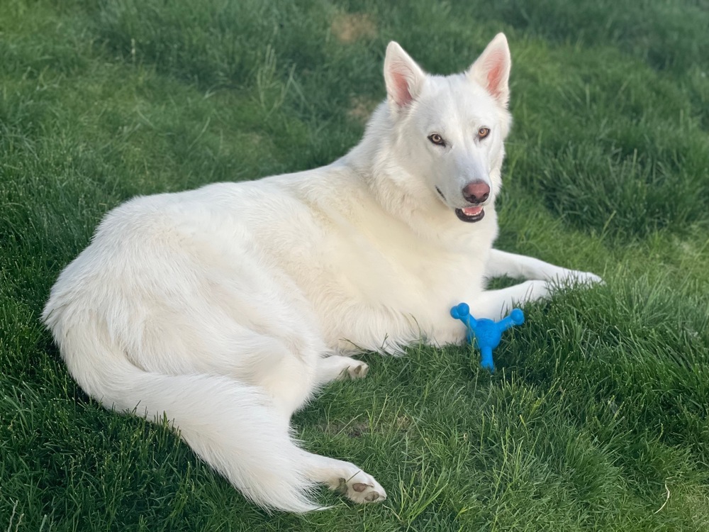 Meru, an adoptable Husky, Shepherd in Rathdrum, ID, 83858 | Photo Image 4