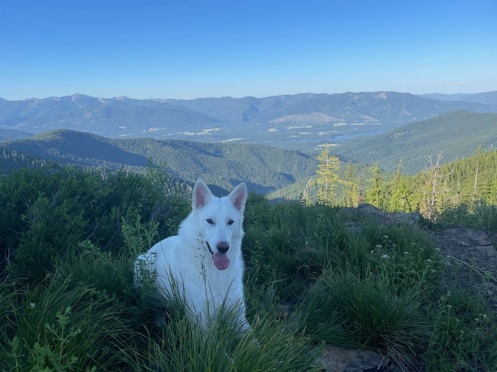 Meru, an adoptable Husky, Shepherd in Rathdrum, ID, 83858 | Photo Image 5