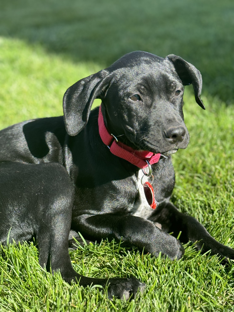 Dog for adoption - Pateros / Ebony, a Labrador Retriever Mix in ...