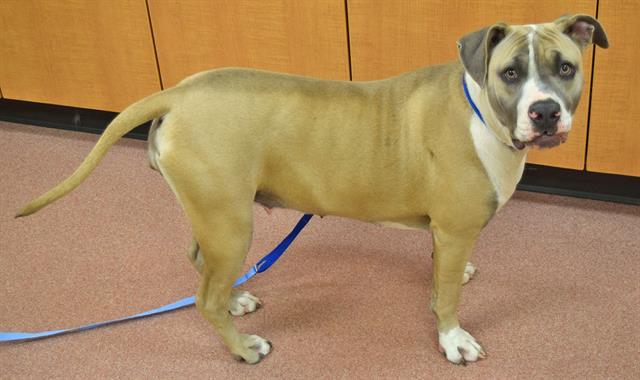 FIONA, an adoptable American Staffordshire Terrier, Mixed Breed in Ogden, UT, 84404 | Photo Image 1