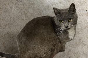 A2141387 Domestic Short Hair Cat
