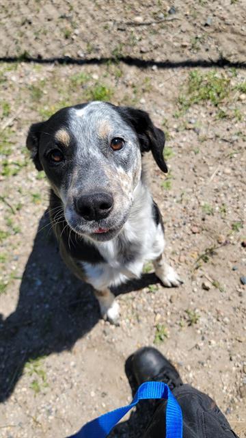 PEACH, an adoptable Australian Cattle Dog / Blue Heeler in Casper, WY, 82601 | Photo Image 1