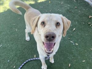 AIR BUD Labrador Retriever Dog