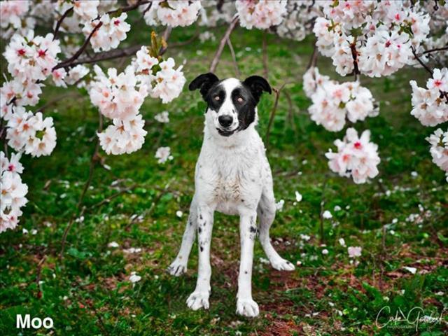 MOO, an adoptable Mixed Breed in Santa Fe, NM, 87507 | Photo Image 1