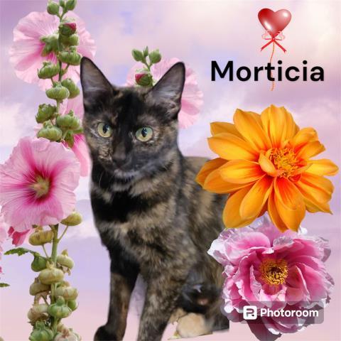 MORTICIA, an adoptable Domestic Short Hair in Visalia, CA, 93292 | Photo Image 1