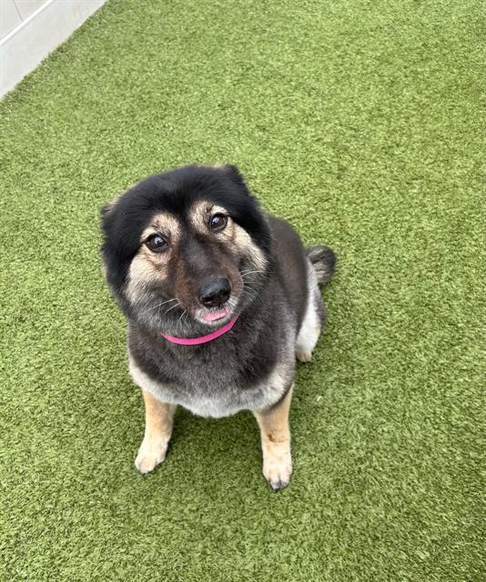 MARLEY, an adoptable Pomeranian, German Shepherd Dog in San Antonio, TX, 78227 | Photo Image 1