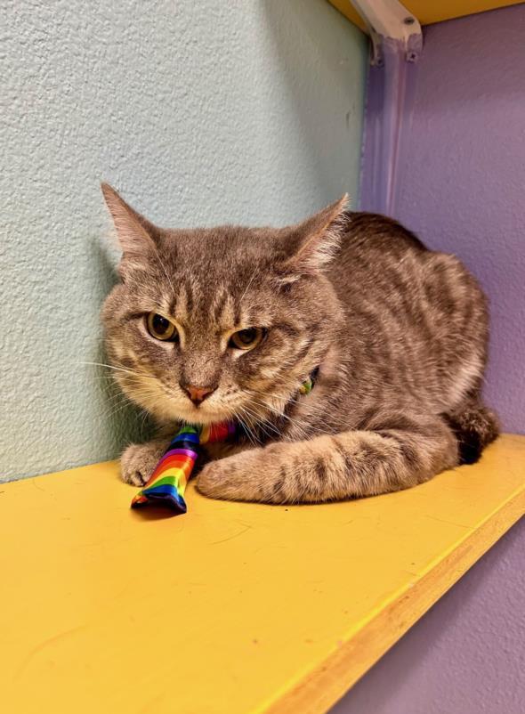 SERGIO, an adoptable Domestic Short Hair in Henderson, NV, 89015 | Photo Image 1