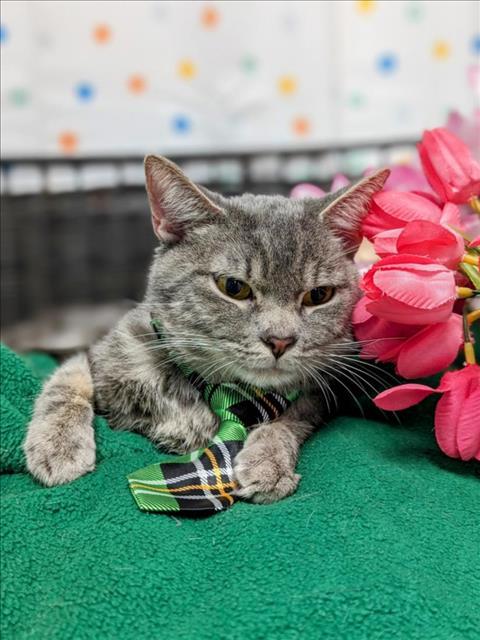 STRATEGO, an adoptable Domestic Short Hair in Henderson, NV, 89015 | Photo Image 1