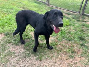 SKYE Labrador Retriever Dog